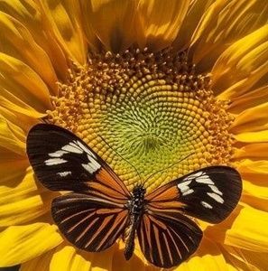 Meet your Posher, Kaye